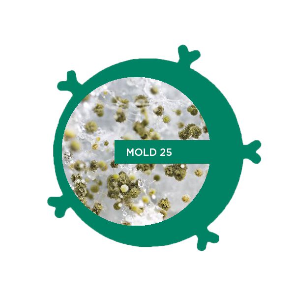 Mold 25